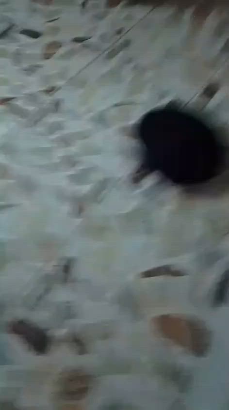هذه كرتونة جهاز مسح الأرضيات الذكي الدوّار (Dual Turn Intelligent Mopping Machine) موديل رقم NO.8988.إليك أهم مواصفات ومميزات هذا الجهاز وكيفية تشغيله:💡 أهم المميزاتممسحة مزدوجة: تعتمد على قرصين دائريين في الأسفل يدوران لمسح وتلميع الأرضيات بفعالية.بطارية تدوم طويلاً: قابلة لإعادة الشحن وتعمل لفترات ممتدة.صوت هادئ: تعمل بمستوى ضوضاء منخفض جداً لتنظيف مريح.إضاءة مدمجة: تحتوي على نظام إضاءة للمساعدة أثناء التنظي
للاستفسار خاص

م/بضاعتي جديده وليست امزون


**إذا كنت صاحب هذا الإعلان وتريد حذفه لأي سبب، رجاءا أرسل رسالة إلى الدعم الفني**