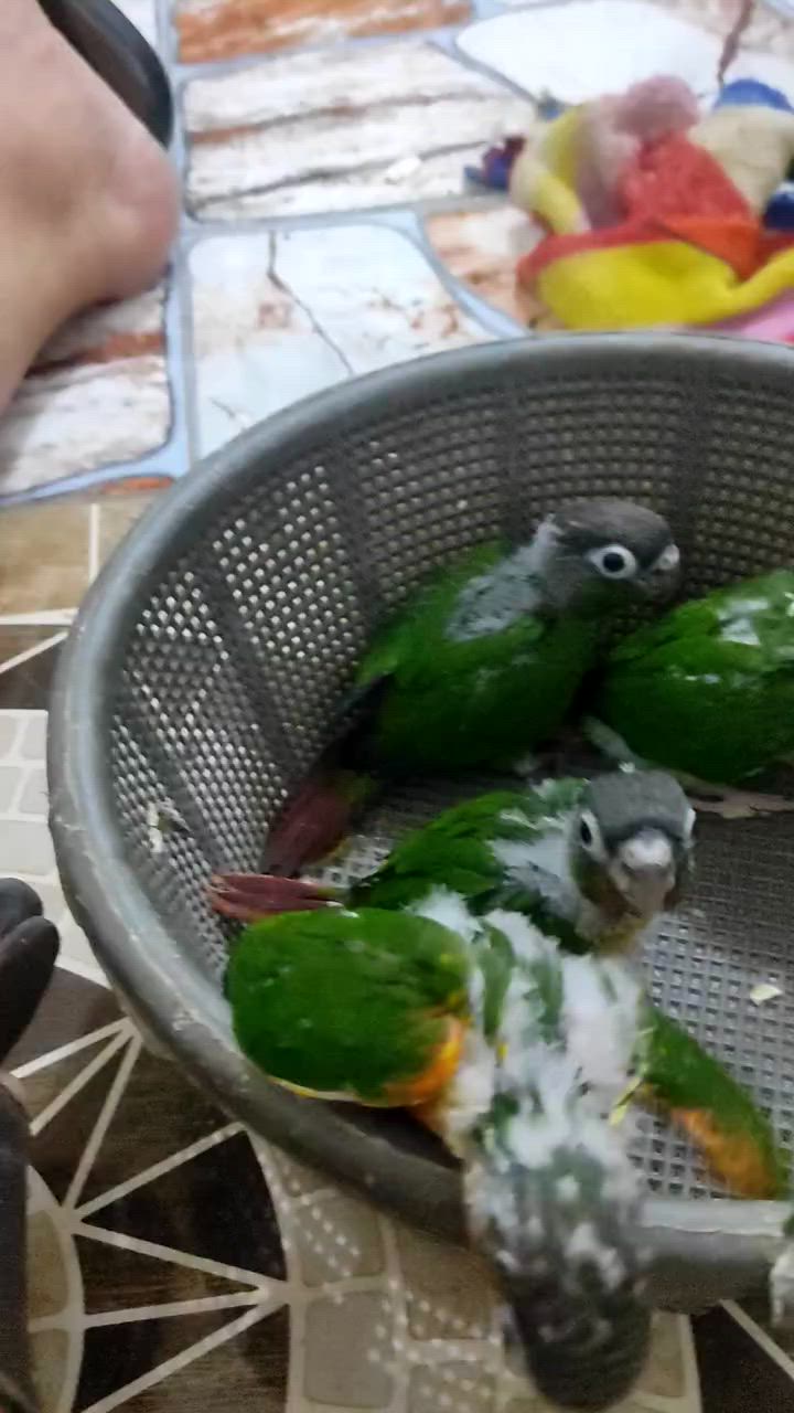 كنيور  افراخ اليف البيع


**إذا كنت صاحب هذا الإعلان وتريد حذفه لأي سبب، رجاءا أرسل رسالة إلى الدعم الفني**