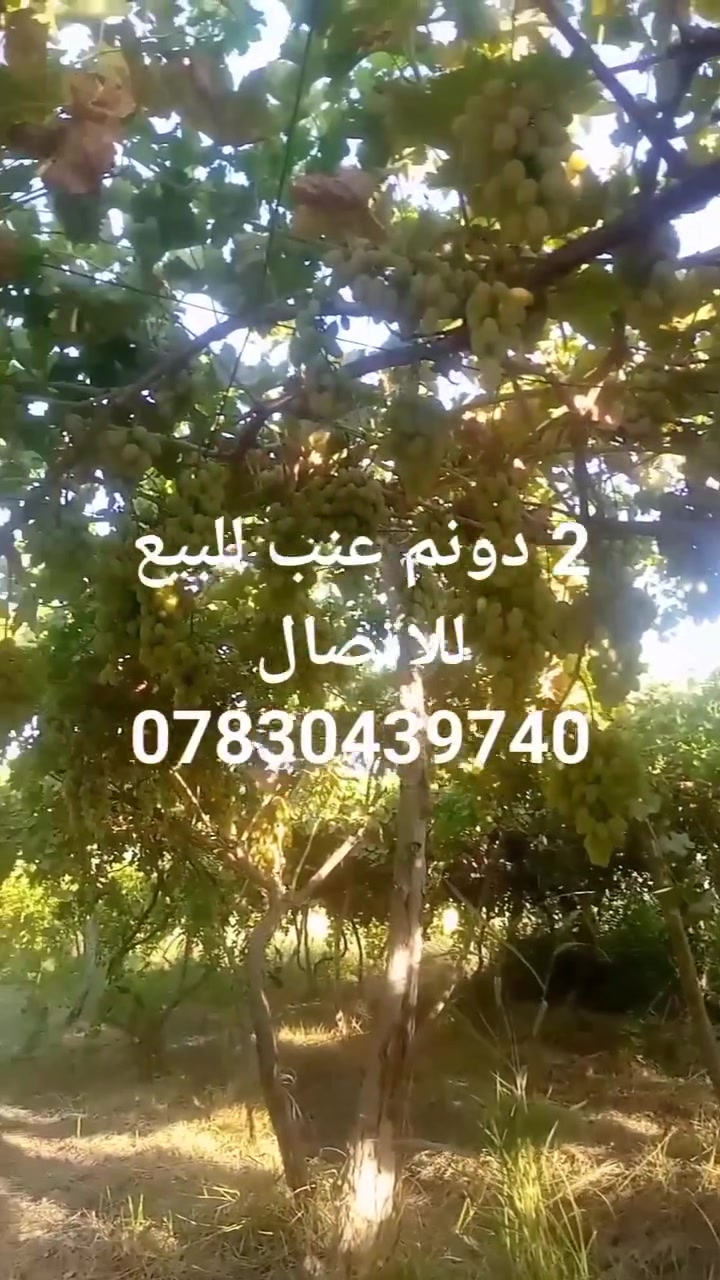 قطعة ارض 2 دونم مزروعة بستان عنب للبيع صنف الأرض طابو بستان تبعد عن الشارع التبليط 400 متر وتبعد عن الكهرباء 100 متر وتبعد عن ماء الاسالة 100 متر الماء متوفر الموقع المدحتية العلاك كل من يرغب بالشراء الاتصال ***********
