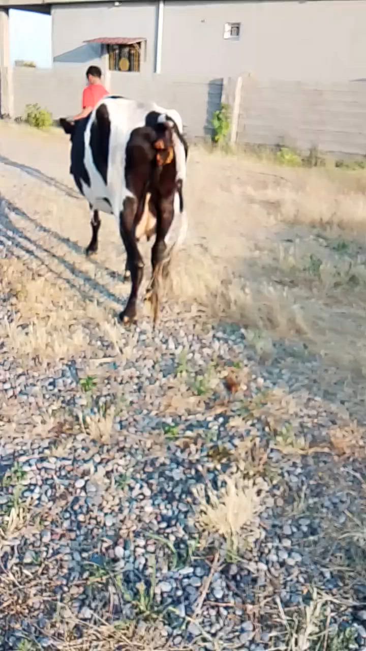 بقره ام ثالث
حافل مكفله ع كل عيب بعد الولاد 
الدابه خشنه وعريضه 
للاستفسار ***********

قاطع السبعاويين
