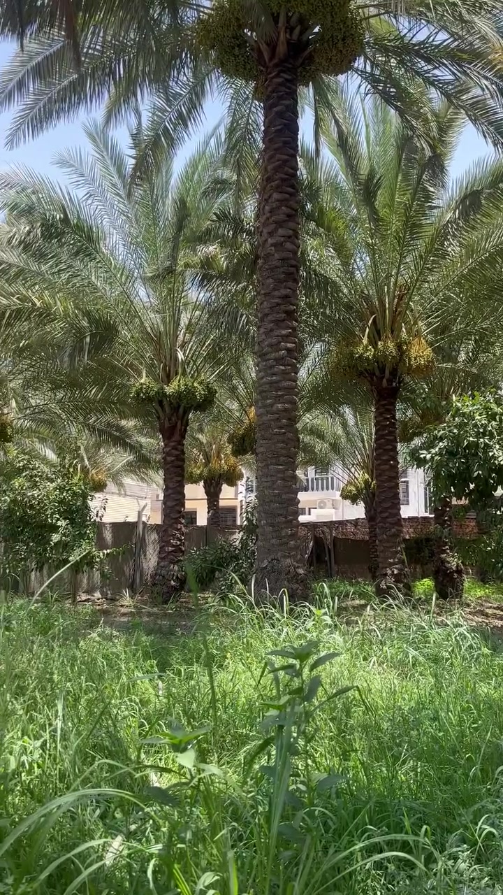 ارض للبيع موقع مميز وقريب لمركز المدينة 
المساحة 400 متر في كربلاء المقدسة 
شارع بغداد مدخل المدينة جهة الدخول خلف خباطة العتبة 
الواجهة 13 متر ونص والنزال 30 متر 
يوجد فيها أشجار ونخيل مع وجود كافة الخدمات 
طابو زراعي سند 25 إقرار محكمة 
السعر 230 مليون
للاستفسار ***********
