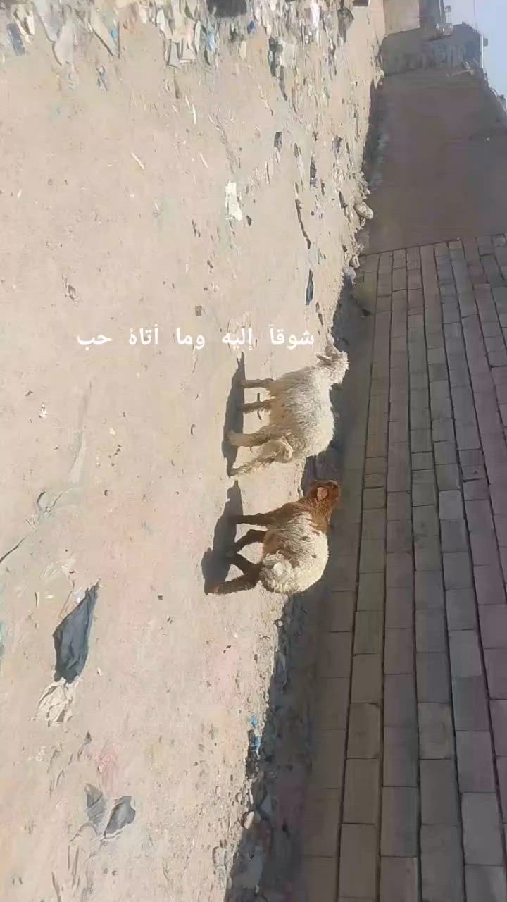 يا الله طليان نثيه وفحل صاحيات شرط الصحه وسلمات من كل عيب وين راحوا جنايه على باب الله سعره بلاش الواحد 245وبيهن مجال المكان البصره الزبير وشراي يتصل بلخدمه بيه وتساب موجود ***********خوان تفاصيل اكثر خاص والا يوجد حجز
