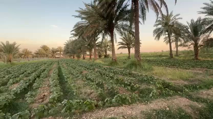السلام عليكم عرضنه اليوم دونم ونص طابو زراعي سند 25 تحويل مباشر بسم المشتري ثاني يوم افتحلك بيان بسمك 
موقع الأرض خلف جامعة بابل متوفر كافة الخدمات تبعد عن طريق حله نجف 3 كيلو وعن جامعة بابل 3 كيلو للاستفسار اتصال 
***********
