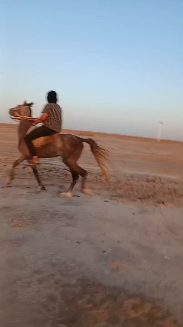 السلام عليكم من رخصة مدير الكروب المحترم خيالتنه العزاز فلو عربي للبيع العمر ٣ سنوات اارتفاع ١٤٩ خياله خير من الله
باقي التفاصيل ألاتصال علا الرقم //***********// متواجد واتساب @
السلام عليكم من رخصة مدير الكروب المحترم خيالتنه العزاز فلو عربي للبيع العمر ٣ سنوات اارتفاع ١٤٩ خياله خير من الله
