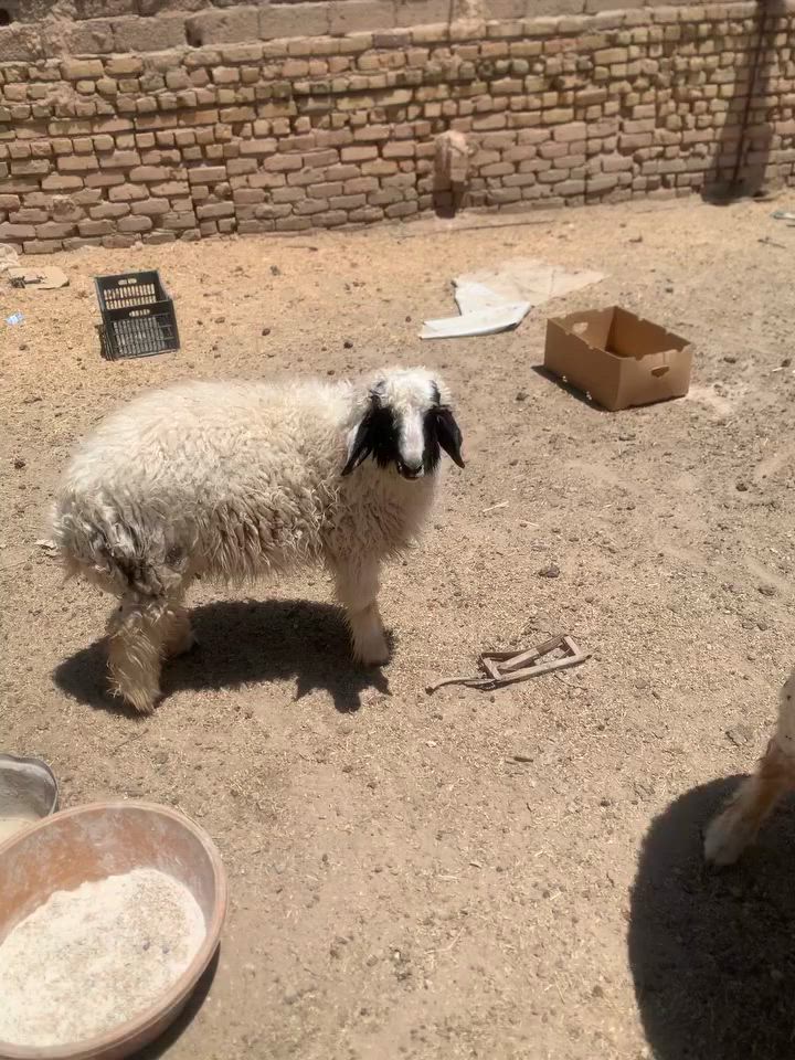 ذكر البيع سمين الشراي يتصل ***********

