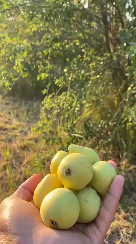يا الله بستان البيع طابو تحق تصرف اربع دونم مكان بغداد فلكت سلمان باك شارع سيد علي  شراي يتصل ***********
