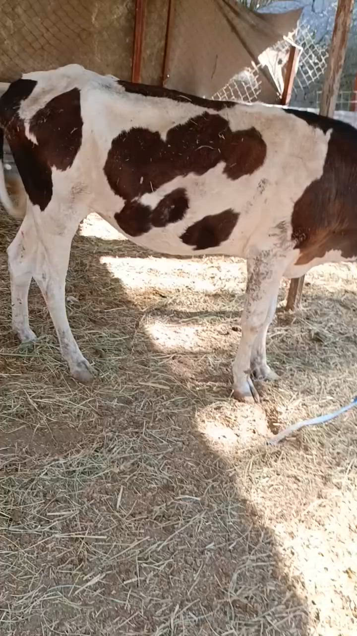 ياالله هوايش  3 امحطط  بابل محاويل***********
