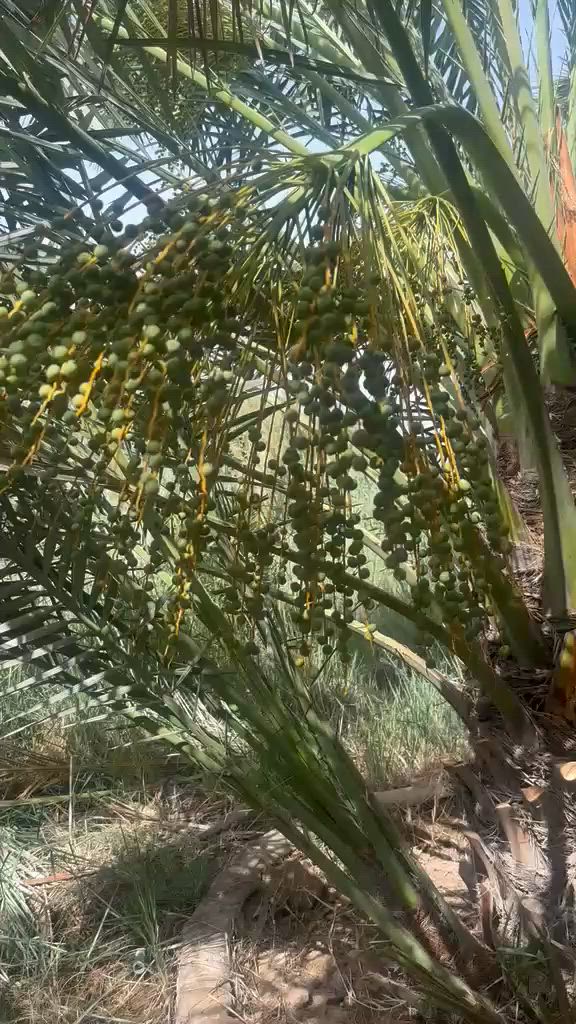 السلام وعليكم يتوفر لدينا فسائل برحي العنوان البصره ابو لخصيب ***********
