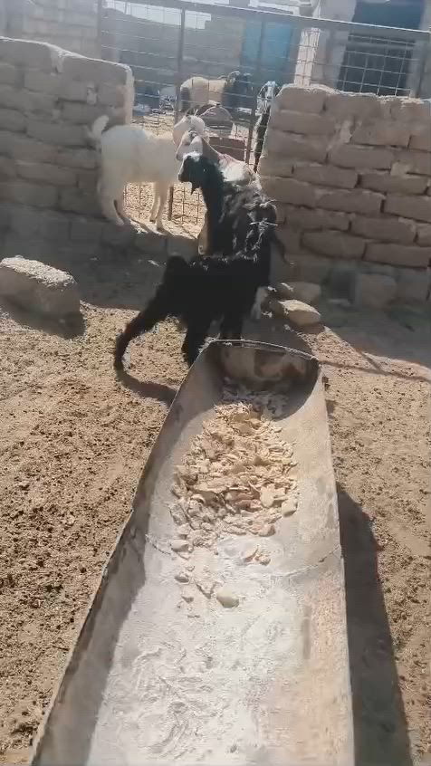 3صخلات وجدي للبيع شراي يتصل ***********.  ***********
