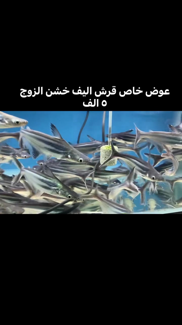 عرض خاص قرش اليف احجام خشنه الزوج ٥ الف 🐠🐠🐠
العنوان كركوك قادسيه سايد المرور القديم مجاور حلويات الحلواني للاتصال ***********
