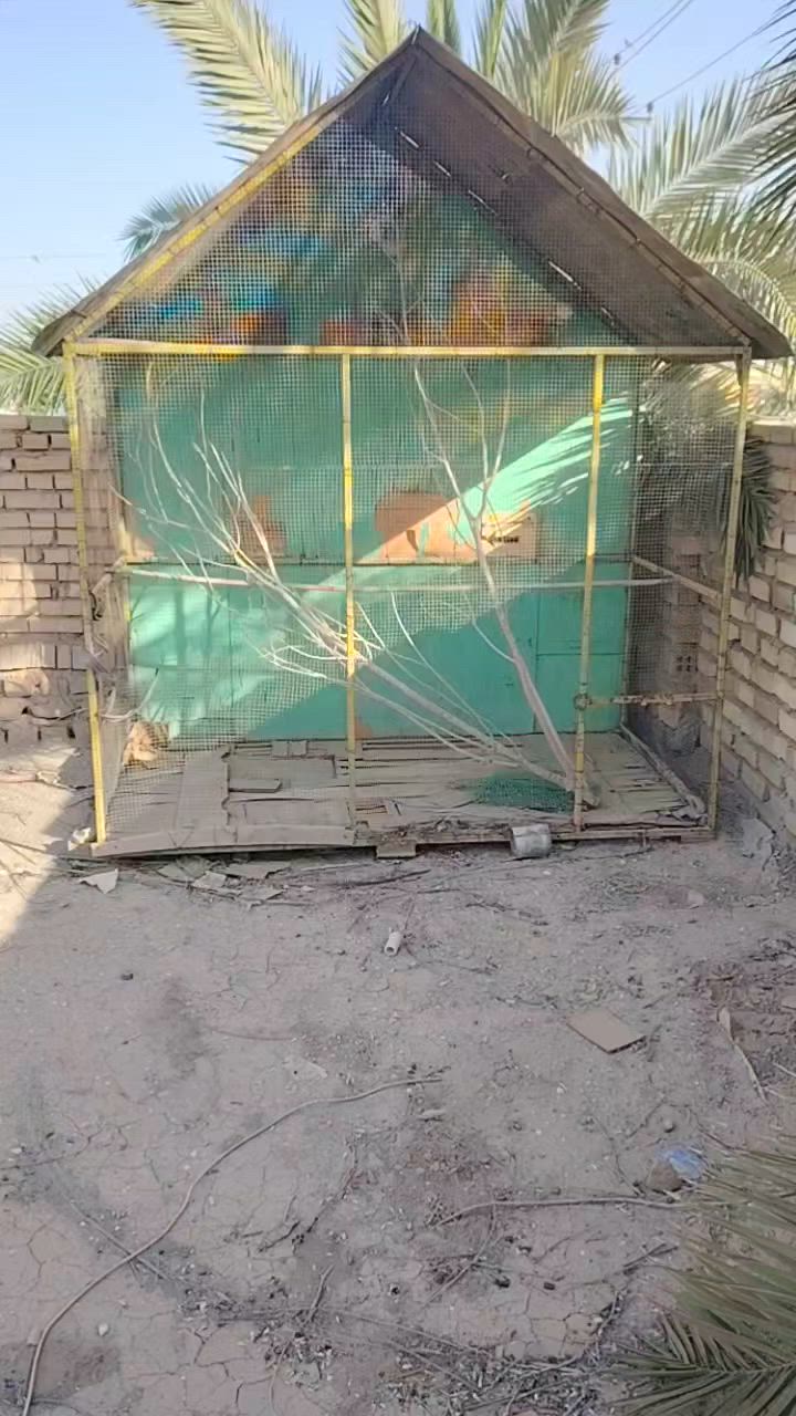 برج طيور مرتب كلش تفصال حديد حت الأرضيه حديد مغلف بخشب من المطر والحراره الطول مترين والعرض متر ونص جاهز باب قفل وكهرباء كذالك مكاني قضاء الفهود اتصال ***********
