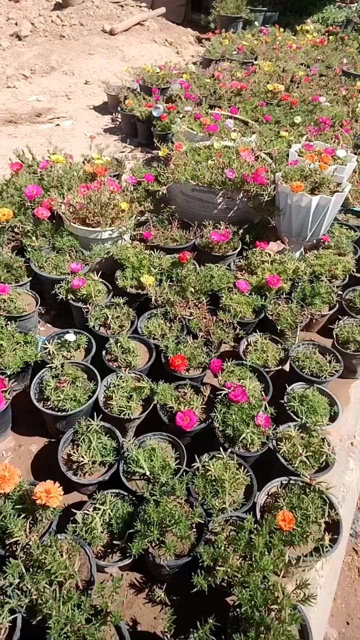 ڕزگاری گەیاندن هه یە


**إذا كنت صاحب هذا الإعلان وتريد حذفه لأي سبب، رجاءا أرسل رسالة إلى الدعم الفني**