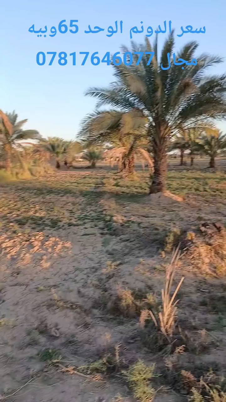يالله السلام عليكم يتوفر لدينا دوانم طابو زراعي سند 25الموقع شارع الدسميه الاستفسار مرجعة مكتب وعقارات هنا المستقبل شارع ١٠٠او الاتصال ***********@ @إشارة @إشارة
