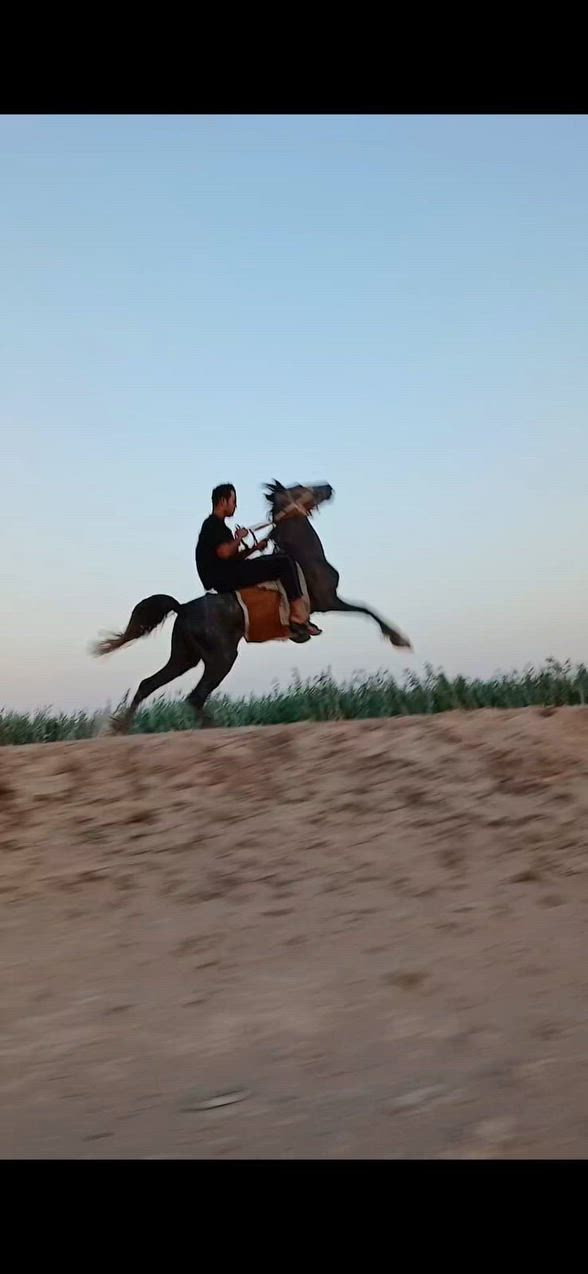 السلام عليكم من رخصة مدير الكروب المحترم خيالتنه العزاز فلو عربي للبيع العمر ٣ سنوات اارتفاع ١٤٩ خياله خير من الله
باقي التفاصيل ألاتصال علا الرقم //***********// متواجد واتساب @
السلام عليكم من رخصة مدير الكروب المحترم خيالتنه العزاز فلو عربي للبيع العمر ٣ سنوات اارتفاع ١٤٩ خياله خير من الله

