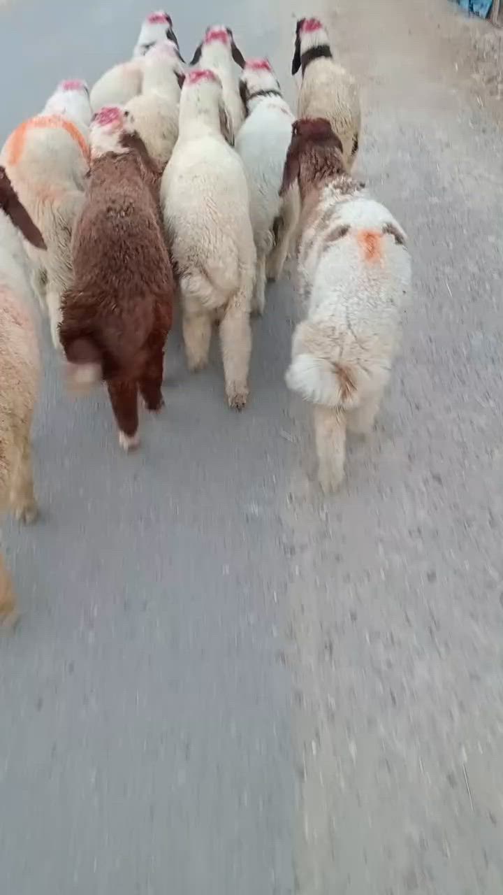 لبيع طليان فحله 10الراشدية  ***********
