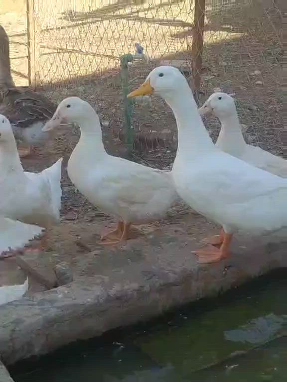 25 مریشکو کەڵەشێر  هێلکەکەر دو مریشکی کر..قەلێکی سوری هۆڵندی هێلکەکەر..7 سۆنەی هۆڵندی بۆفرۆشتن لە سمود..کێ ویستی پەیوەندی بە خاوەنیوە بکات امە ژمارەکەیەتی***********
لەگەڵ 25جوجکەی تازە تەمەن دو ڕۆژ
25 مریشکو کەڵەشێر  هێلکەکەر دو مریشکی کر..قەلێکی سوری هۆڵندی هێلکەکەر..7 سۆنەی هۆڵندی بۆفرۆشتن لە سمود..کێ ویستی پەیوەندی بە خاوەنیوە بکات امە ژمارەکەیەتی***********
