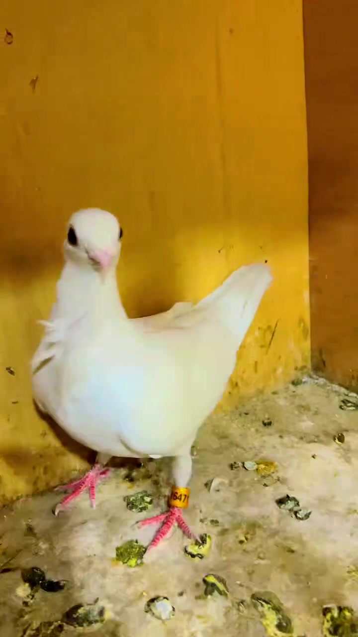 كلشي وسعره ***********
