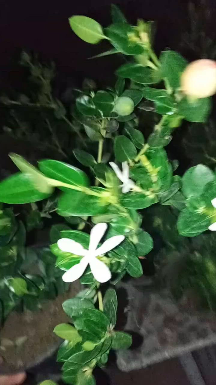 تجهز طلبات المتابعين الزبائن
من الكاريزيا المثمر والنباتات المتنوعه
سارعو بل حجز قبل نفاذ الكميه للحجز والاستفسار مراسلة الصفحه أو الواتساب 
***********
