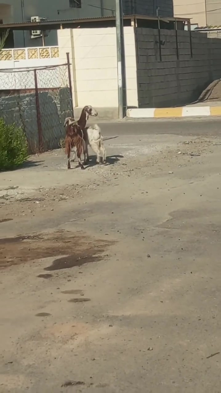 عنز للبيع جذعه سنين وراها صخل اليريدها يتصل ***********مكاني قظاء الدور
