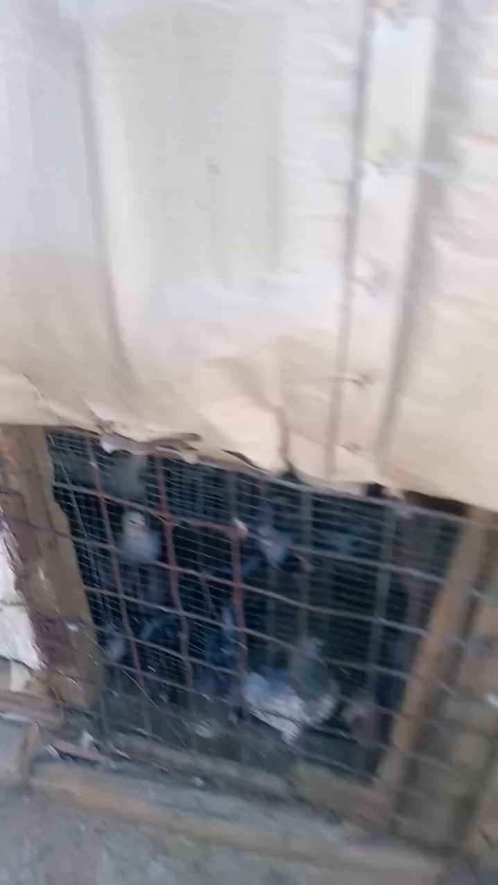 شلع هنه ولخانات مخاليف اكبار زغار الحمام مال جاني وموثق فقط لوت ألوان جميعها وتور حبري رماني تغريب العدد ٧٠ أو أكثر شلع ب١٢٥ توصيل موجود لاتتخدل وتعامل وبيدك ب١٠ تالاف تعرف توصيل شلون اتفضل خاص تحب تعال وخذهن من البيت تحياتي


**إذا كنت صاحب هذا الإعلان وتريد حذفه لأي سبب، رجاءا أرسل رسالة إلى الدعم الفني**