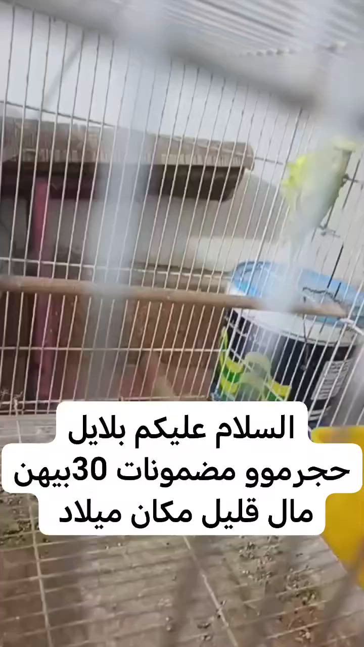 متاح مكان نجف


**إذا كنت صاحب هذا الإعلان وتريد حذفه لأي سبب، رجاءا أرسل رسالة إلى الدعم الفني**