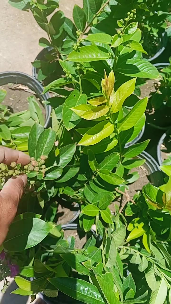 يتوفر لدينا ورد القهوة المتحمل الأجواء الحارة وجميع الضروف المناخية للحجز والاستفسار مراسلة الصفحه أو الواتساب يوجد توصيل لجميع محافظات العراق والجميع اقضية ونواحي كربلاء ***********
