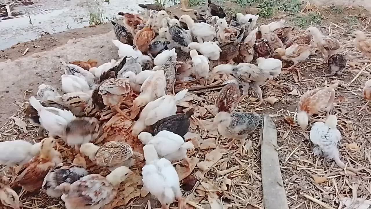 السلام عليكم ورحمه الله وبركاته 
متاح افراخ عرب عمرها 40يوم صحه ونشاط خير من الله 
سعر الزوج ب 7مكاني تكريت القادسيه قطعه خمسميه 
***********
