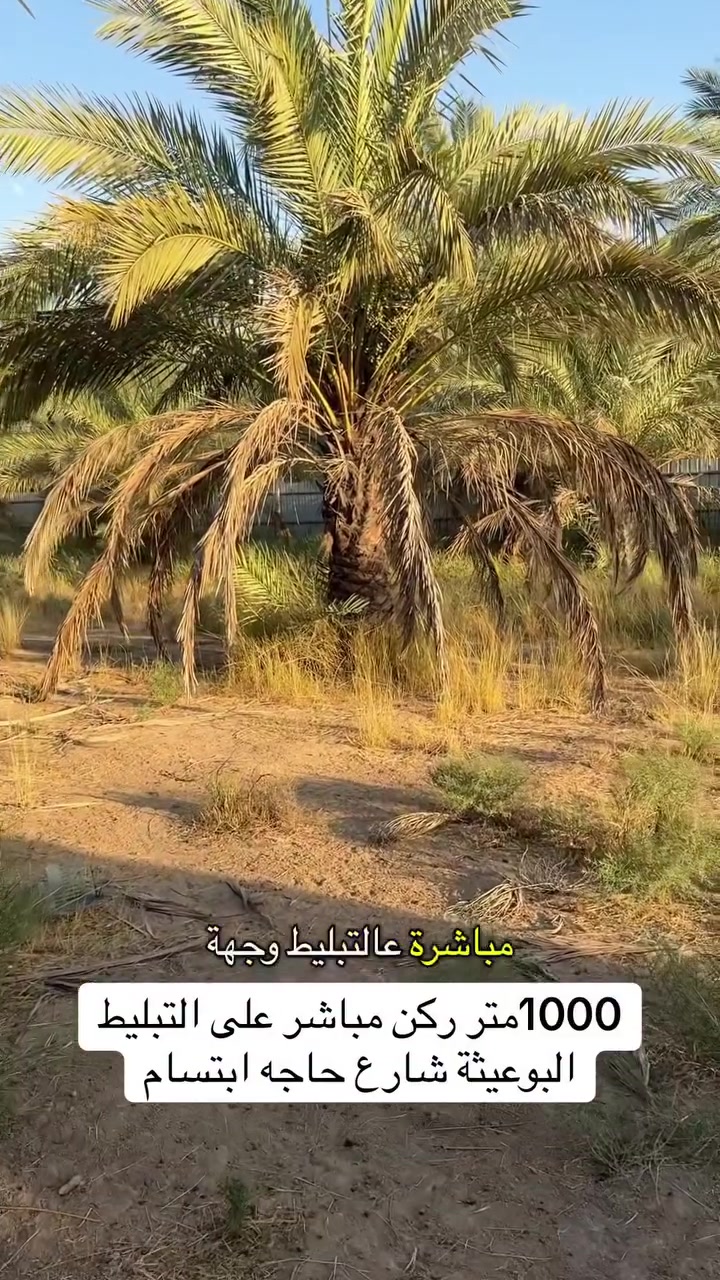 1000 متر ركن مباشر على التبليط (البوعيثة _شارع الحاجه ابتسام )
***********_***********_***********
