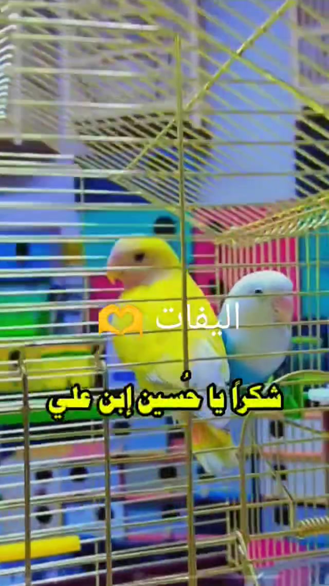 محلات الحسناوي لملتزمات طيور الزينه وباقي الحيوانات الاليفه ديوانيه حي العسكري شارع الوگفه قرب صيدلية البدويه او مقابل الوارث هايبر واتساب *********** @إشارة
