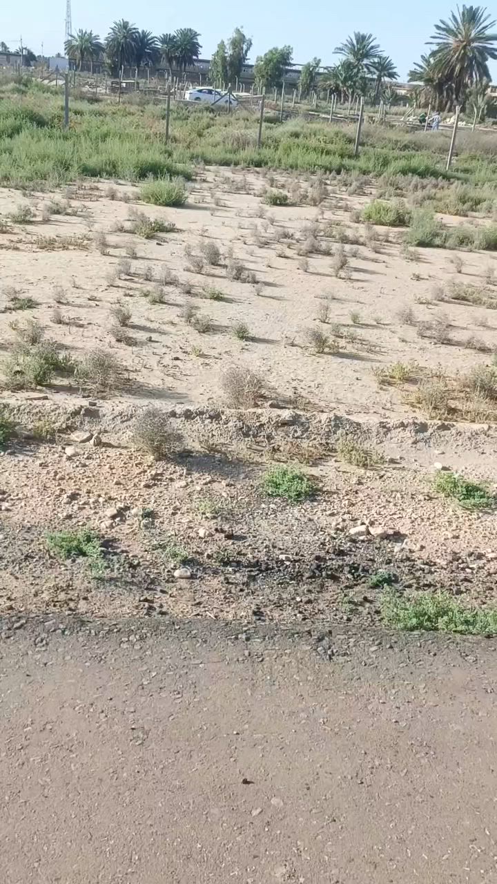 يا الله عرض مميز 
سلام عليكم بسعر مناسب 
200متر طابو زراعي سند 25 تحويل مباشر 
خدمات كامله تبليط ماء اساله كهرباء
الوجها 10والنزل 20 
تصير سكن او استثمار 
التفاصيل أكثر بالفيديو 
كلش قريبه على العلويه شريفه بنت الحسن عليه السلام 
العنوان حله قرب العلويه شريفه بنت الحسن عليه السلام قرب مزارع النخيل قرب عباس علوان 

السعر والتفاصيل أكثر خاص او الاتصال على الارقام او المراجعه مكتب الرحمن حله شارع 100 
#ملاحظة# لمن يرغب في
 عرض عقار او ارضه طابو صرف او طابو زراعي عليه مراسلتنا او الإتصال
***********
***********
