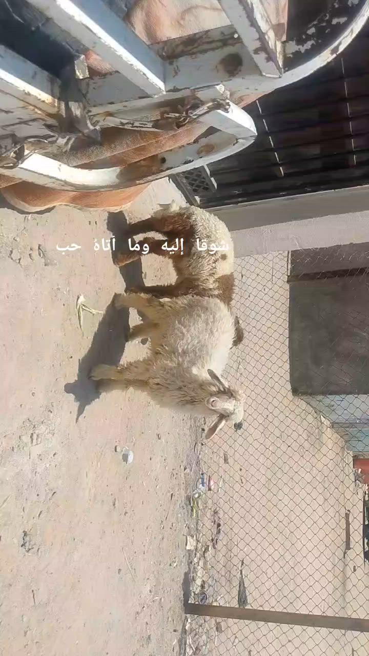 يا الله طليان نثيه وفحل صاحيات شرط الصحه وسلمات من كل عيب وين راحوا جنايه على باب الله سعره بلاش الواحد 245وبيهن مجال المكان البصره الزبير وشراي يتصل بلخدمه بيه وتساب موجود ***********خوان تفاصيل اكثر خاص والا يوجد حجز
