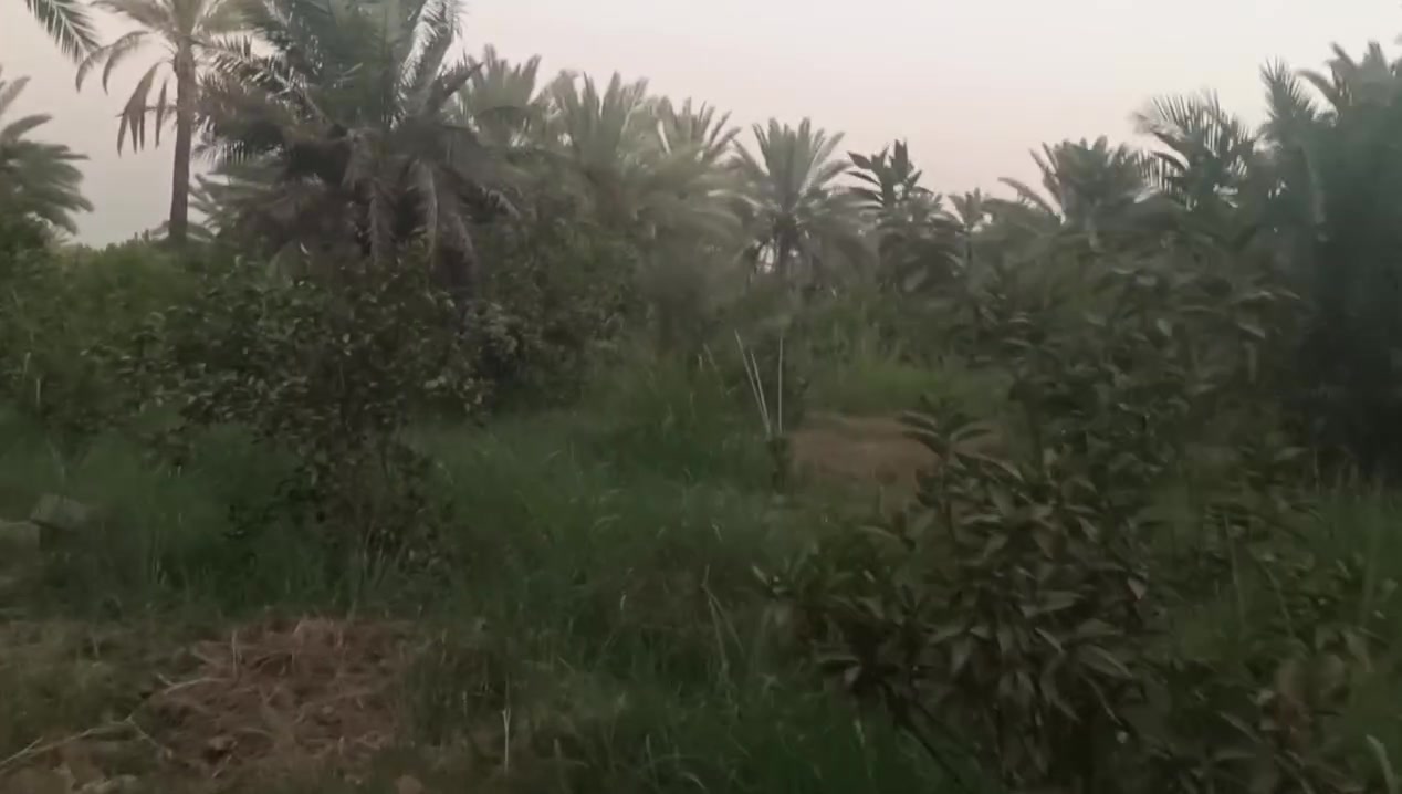 سلام عليكم يتوفر 4 دوانم طابو سند 25 تحويل ثاني يوم بسم المشتري العنوان المدائن الجعاره يبعد عن نهر دجله 500 متر
بستان كامل مكمل كافت الحمضيات ونخيل بي العلم ممنطقه بساتين تفاصيل الاتصال وبيك خير ودلل بدارة أبو فهد العيساوي 
***********

