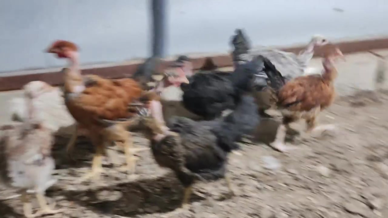 10 باڕو باڕۆکی مل ڕوتی نازدار ئەلمۆدە بۆفرۆشتن ناونیشان عەربەت
***********
***********

