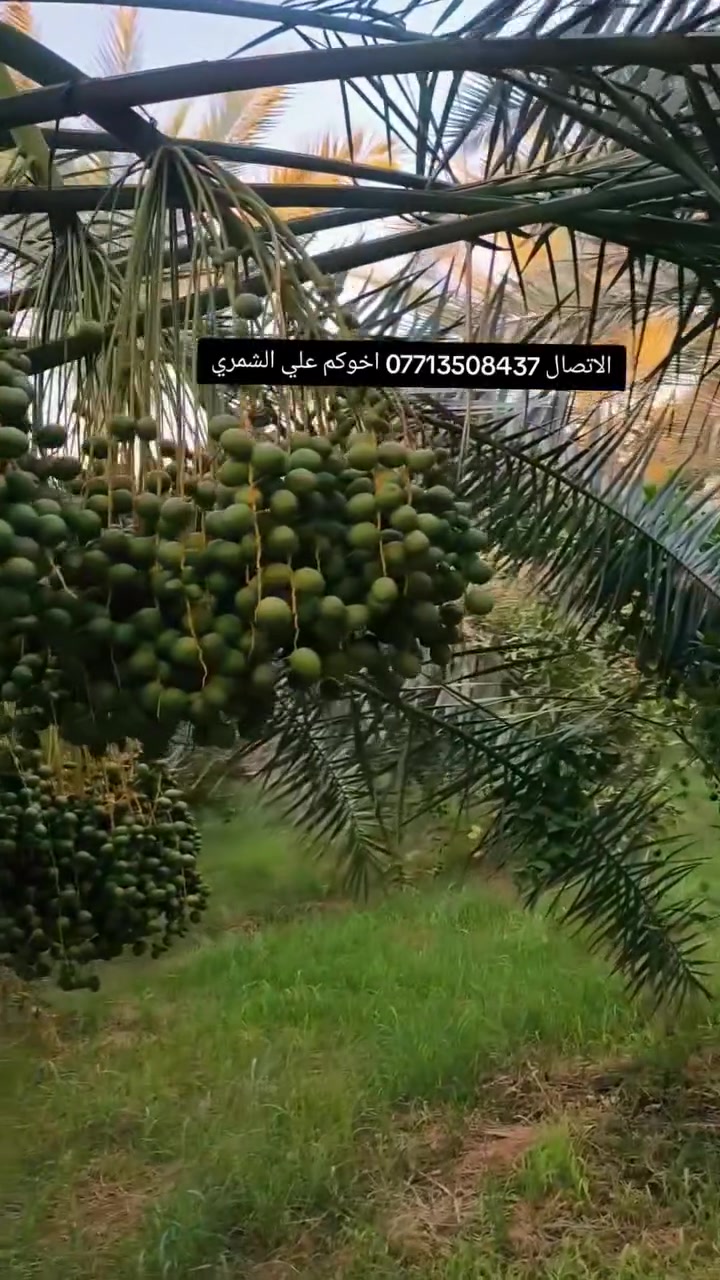 السلام عليكم بتاريخ/14/7/2026/  نعرض لكم فسائل برحي  مجذرة  تحت الام احجام خشنة ايضا يتوفر مكتوم قلع من تحت الام  هذا بوصل ضمان لحين الاثمار  القلع بحضور المشتري الي راغب بالشراء عنواني واسط الصويرة لاتصال *********** 
علي الشمري البيع النخيل
