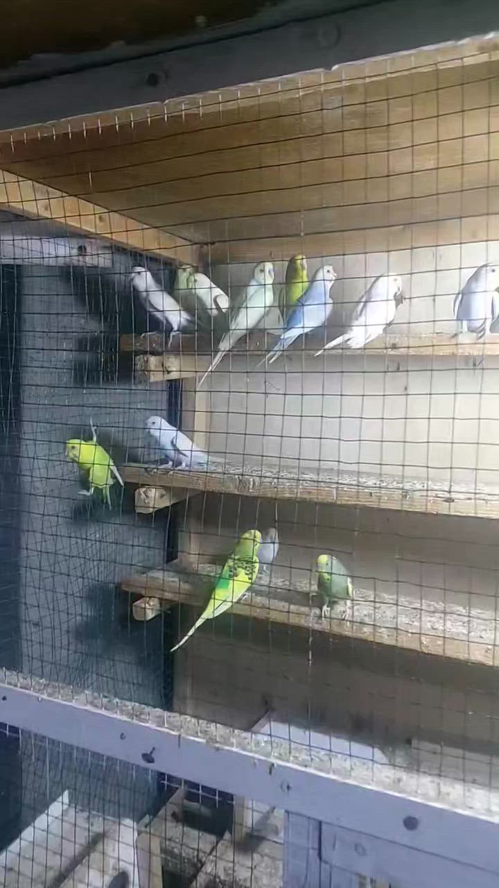 السلام عليكم
متاح طيور حب الاغلبيه شكريات
الزوج بعشرة واذا شلع بيهن مجال بسيط
سويب


**إذا كنت صاحب هذا الإعلان وتريد حذفه لأي سبب، رجاءا أرسل رسالة إلى الدعم الفني**