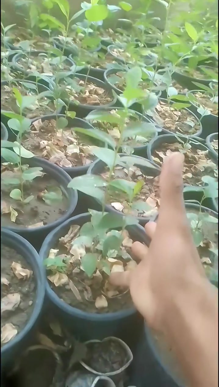 سلام عليكم متوفر نبك (سدر) سنادنه حجم 17 
س 750 للشتله موجود كميه 
عنوان بغداد ***********
