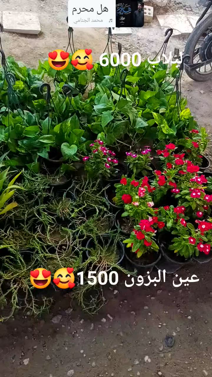 توفر لبلاب 🥰😍 #لبلاب


**إذا كنت صاحب هذا الإعلان وتريد حذفه لأي سبب، رجاءا أرسل رسالة إلى الدعم الفني**