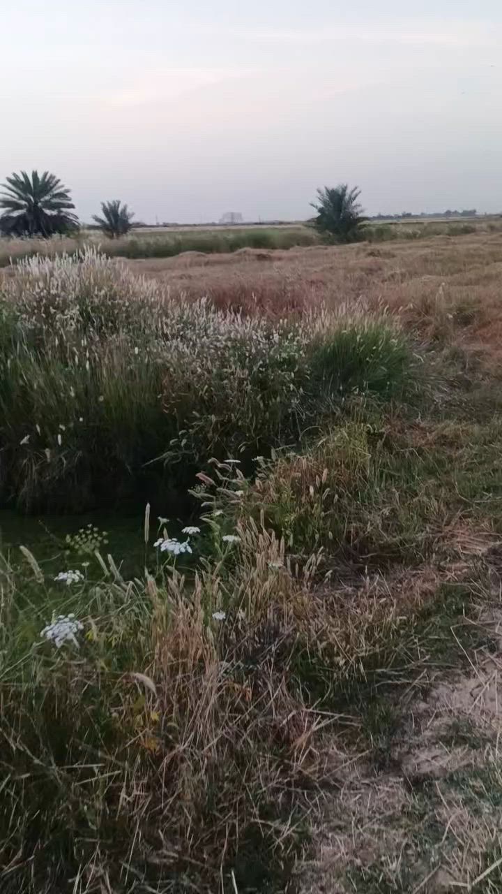 كاع ٣ ونص دونم للبيع عقد على ١١٧ الواجه ٣٠ م النزال ٢٠٠م  العنوان شويفي بيت ريس  تبعد عن شارع بغداد كوت كيلو  عن تبليط سد ٥٠متر  تفاصيل بالتصوير  السعر ٥٥ مليون وبيهة مجال كلهن
الاستفسار *********** احمد الشمري
