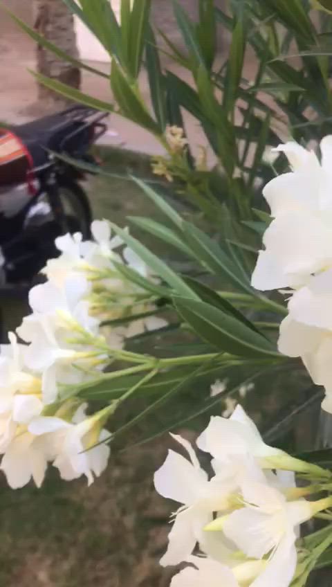 للبيع دراجه اربعه كير نامه 25مكفوله اي نقص مابيهه بيهه مكينه سونك 25شلعه ومعدل نظفافه فول دراجه تخبل للبيع 600وبيه مجال لشراي مكاني كربلاء الحسينية ***********
