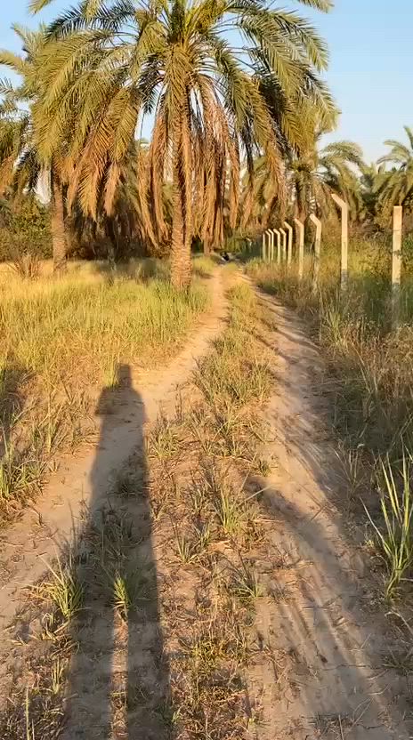 يا الله بستان البيع طابو تحق تصرف اربع دونم مكان بغداد فلكت سلمان باك شارع سيد علي  شراي يتصل ***********
