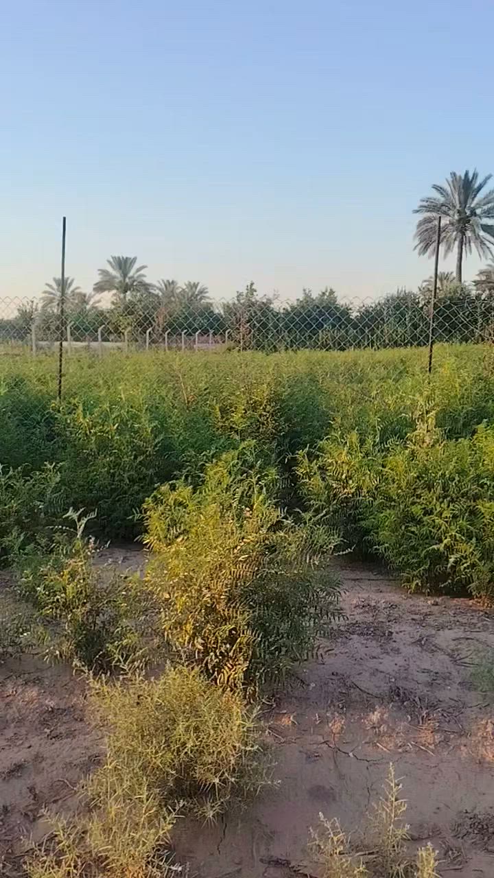 الستفسار***********
