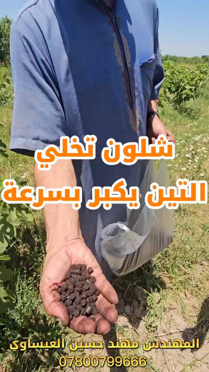 🌿 تجرب قريبة للخيال  — التين واليوسفية

في بستان تين باليوسفية جنوب بغداد، أشجار متشابهة، نفس الماي، نفس السماد — بس فرق واحد:

نص الأشجار أخذت 50-100 غرام هيوميك سلوفاكي مدفون عند الجذر.

النتيجة بنهاية الموسم؟
النمو الخضري والإنتاج عند الأشجار المعاملة كان ضعفين إلى ثلاثة أضعاف اللي ما أخذت — ثمار أكبر، لون أخضر داكن، وتفريع كثيف.

ليش هالنتيجة؟ 🔬

الهيوميك السلوفاكي (HUMAC® Agro) مو هيوميك عادي.
مستخرج من اللينارديت السلوفاكي — أنقى رواسب في العالم — بنسبة أحماض هيوميكية 62% وأكثر، بدون أي إضافات كيميائية، ومعتمد للزراعة العضوية.

يشتغل على ثلاث محاور بالتوازي:
⚡ يفك قيد الفسفور والحديد والزنك المحبوس في التربة القلوية
🦠 ينشط الكائنات الدقيقة النافعة في منطقة الجذر
🌱 يزيد انتشار وعمق الجذر 30-50% — يعني الشجرة تستفيد من مساحة أكبر من التربة

في تربة بغداد الطينية الثقيلة؟ هذا المنتج يصنع فرق حقيقي ومرئي.

سعر الكيس 25 كيلو 100 الف 
توصيل خمسة لكل العراق 

المهندس مهند حسين العيساوي
مكتب مهند العيساوي | التاجي — بغداد 🌿
***********
