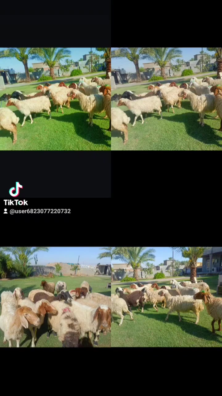 بسم الله الرحمن الرحيم ما شاء الله متاح حلال للبيع العدد 15 حلال درجه اولى كل سن وشطر مال الديرهكل ثالث بطن وثاني بطن وين اللي يدور حلال ما تجيني رقم واحد حلال قصه واحده وخير من الله من القنم واحده مكان الحلال بغداد مشاهده قرب التاجي سعر زوج قفل 525 توصيل ما عندي هذا رقمه واتصله حياكم الله. ///‏‪***********
