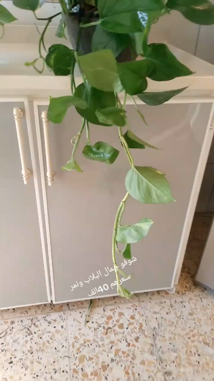 لبلاب وجلد النمر احلا نباتات


**إذا كنت صاحب هذا الإعلان وتريد حذفه لأي سبب، رجاءا أرسل رسالة إلى الدعم الفني**