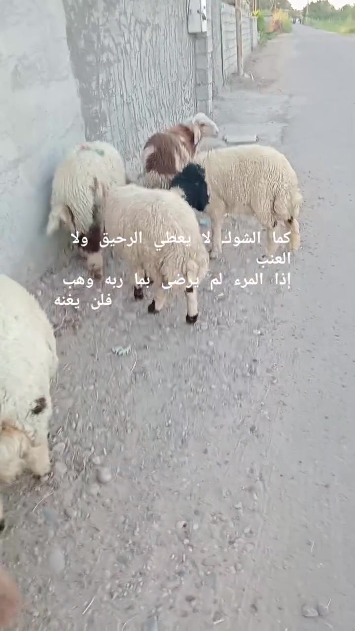 لبيع طليان فحله الراشدية  ***********
