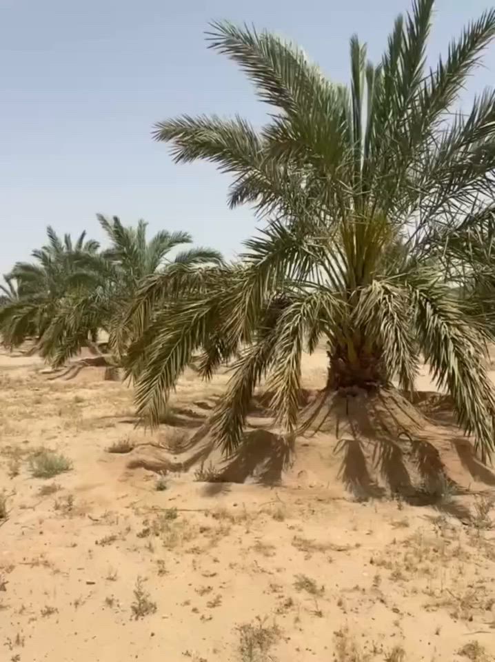 تُعد تقنية تعطيش النخيل من الممارسات الزراعية الحديثة التي تعتمد على تنظيم وتقليل كميات مياه الري خلال فترات محددة ومدروسة، بهدف تحسين جودة الثمار وزيادة نسبة السكريات وتقليل الرطوبة داخل الثمار. 

للاستفسار والتواصل:
- قسم المبيعات النخيل : ***********
- قسم المبيعات النخيل : ***********
- قسم الاسمده والتوصيل: ***********

الموقع: محافظة بابل، مدينة الحلة، طريق منطقة عوفي.

#البشير_مشروع_وطن  
#شركة_البشير_العالمية
