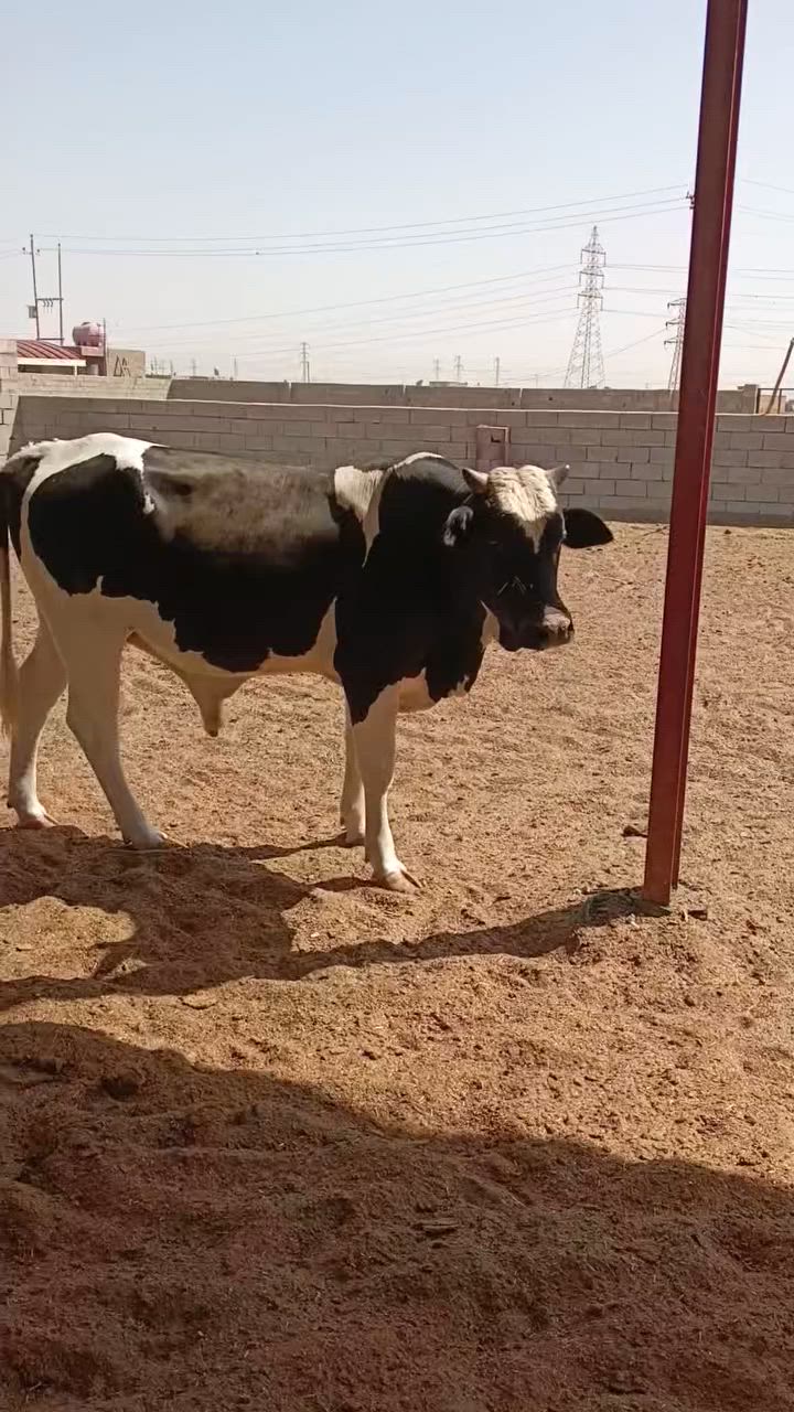 ***********
عجل سترالي  درجه اولى بي لحم خير من الله سمين كلش مقبط لحم يرهم كصابه والعنده نذر لمحرم بي لحم خير من الله  ضالمه التصوير مو واضح تجي وتشوفه  ثور كلش ثكيل  /ميسان ***********
