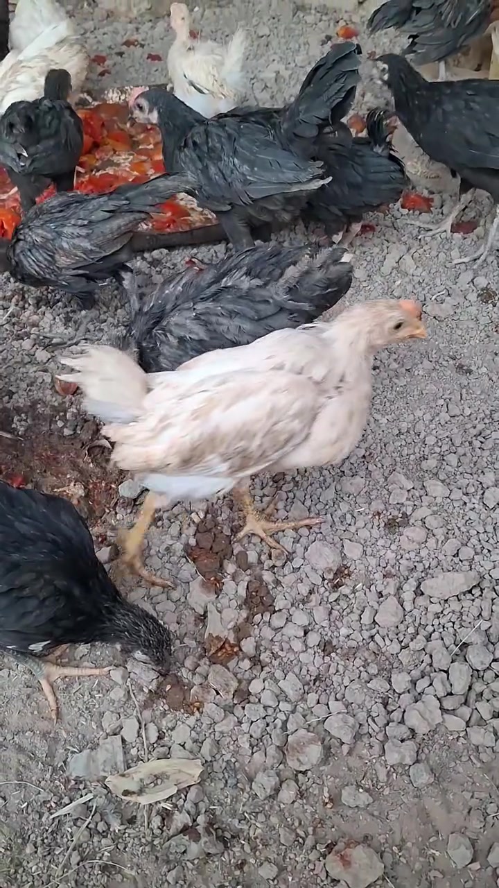 فراريج للبيع رقم هاتف ***********
