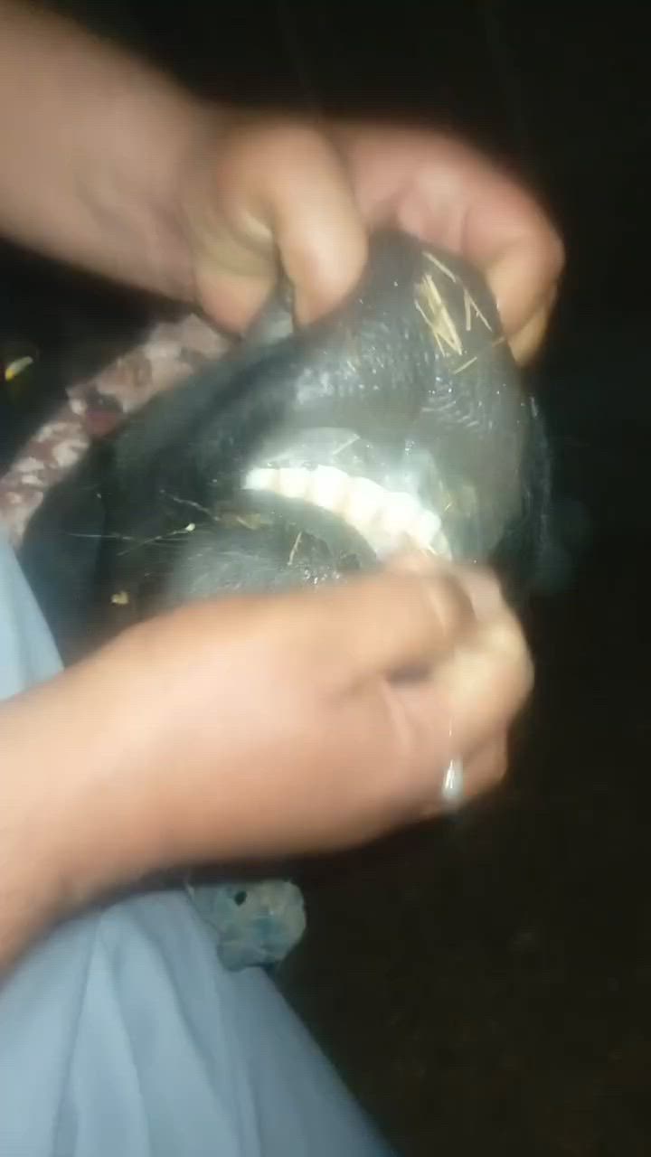 بقره هوشتاين وراها فحل حليب ودسامه وهداوه خير من الله متعهده بكافه شروط الجني بابل ناحيه الشوملي السعر ٢٨٥٠ وشراي يدلل للاتصال *********** واتساب *********** يوجد توصيل لبعض المحافظات وحسب الاتفاق
