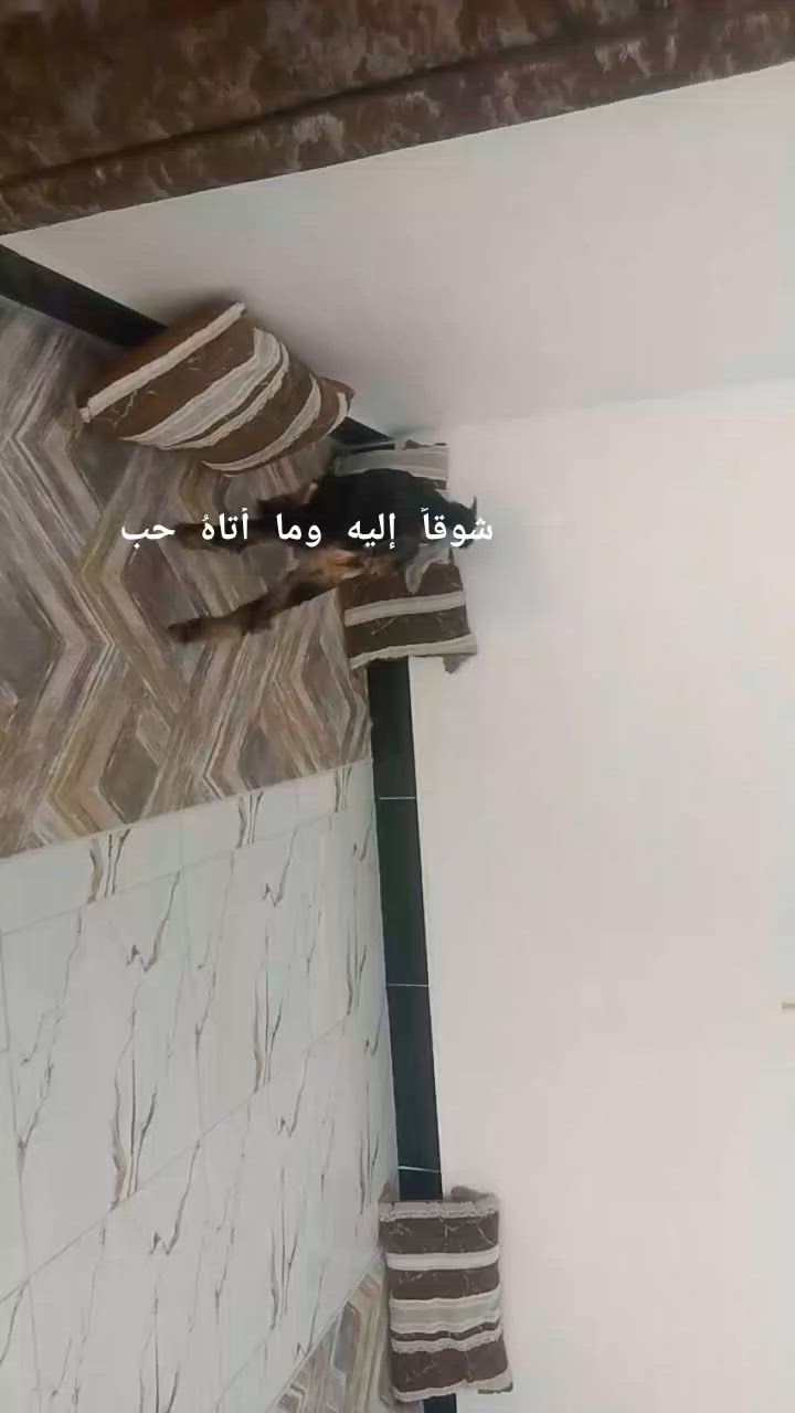 يا الله صخل فحل صاحي شرط الصحه وسمين خير من الله وين راحوا جنايه على باب الله سعره بلاش بس 100الف وبيه مجال الله يدومك يارخص المكان البصره الزبير وشراي يتصل بلخدمه بيه وتساب موجود ***********خوان تفاصيل أكثر خاصه
